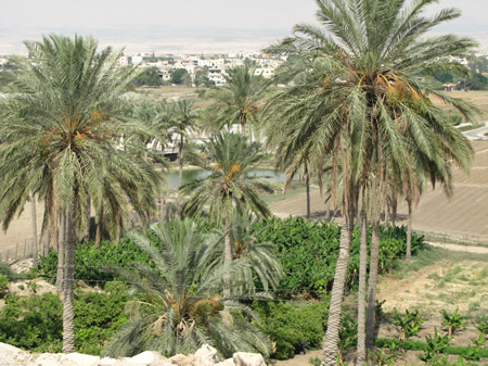 Palm trees at Jericho
