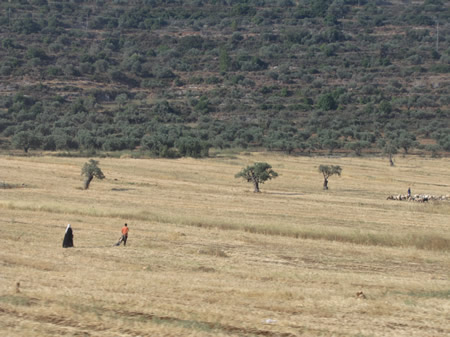 A field in Samaria in June. 
