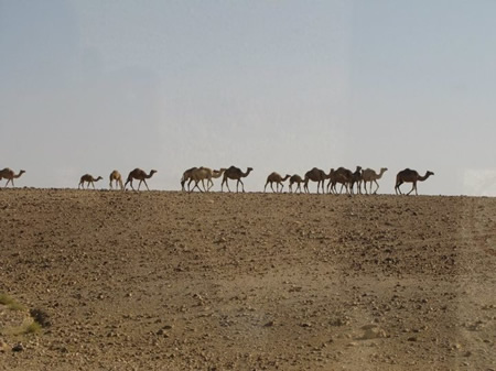 Camels in the Judean Wilderness 