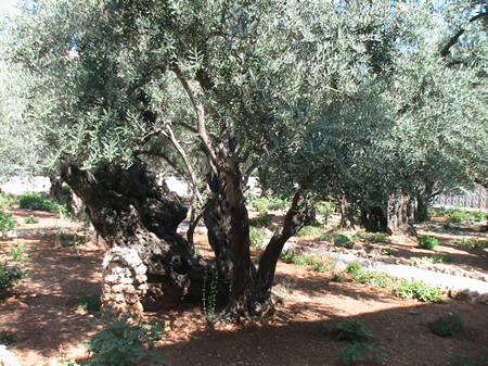 An ancient olive tree possibly 1,500-2,000 years old in the Garden of Gethsemane. The trees that would have been there during Jesus day in 30 AD would have been cut down by the Romans for fuel and siege ramps in 70 AD when the area was stripped of trees. (See more details here.)