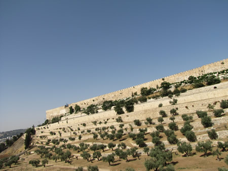 A view of the East wall of Jerusalem looking at the southeast corner of the Temple Mount (left side of wall). Notice the olive trees that are growing on the side of Mount Moriah as it descends into the Kidron Valley.