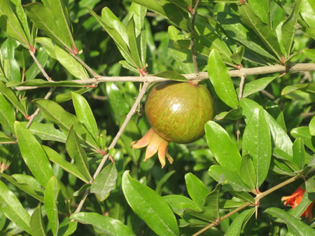A pomegranate in the Hinnom Valley. 