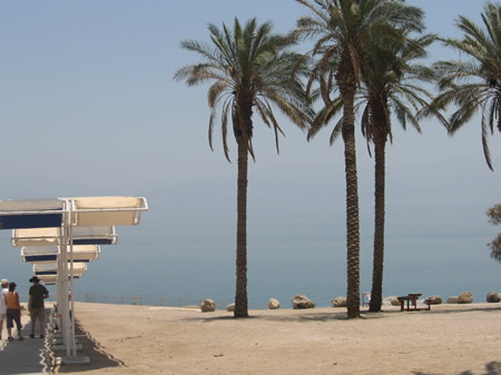 Palm trees on the shore of the Dead Sea. 