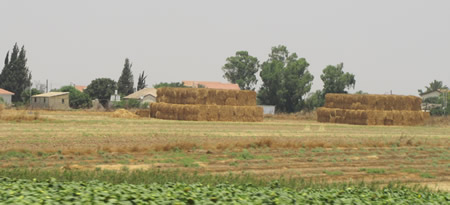 Harvest outside Ashkelon on the costal plain. 