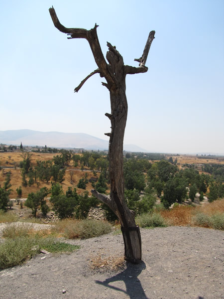 On the tel of the Old Testament remains of Beth Shean. This tree was the actual tree used to film the suicide of Judas in the 1970's movie "Jesus Christ Superstar." 