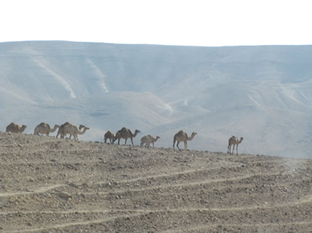 Camels in the Judean Wilderness