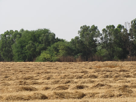 Hay fields near the Gaza Strip and Wadi Besor
