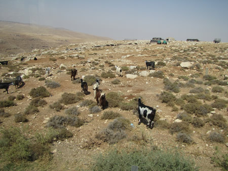 Goats in wilderness near Jericho