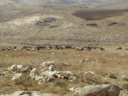 Sheep, goats, judean wilderness, jordan valley