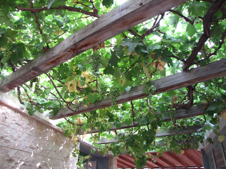Grapes in June near Nazareth