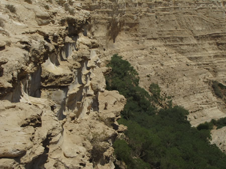 Ibex, a species of wild goat