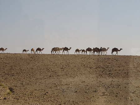 Camels