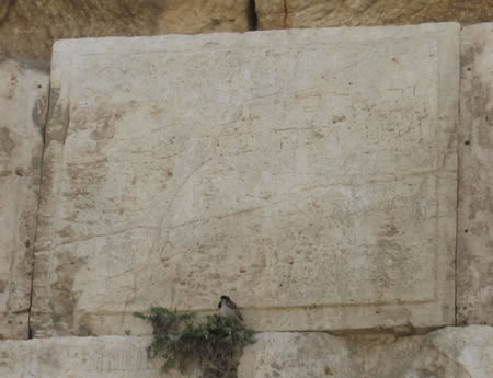 Herodian Ashlar in Temple Mount retaining wall from 19 BC-70 AD