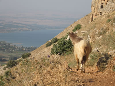 Arbel