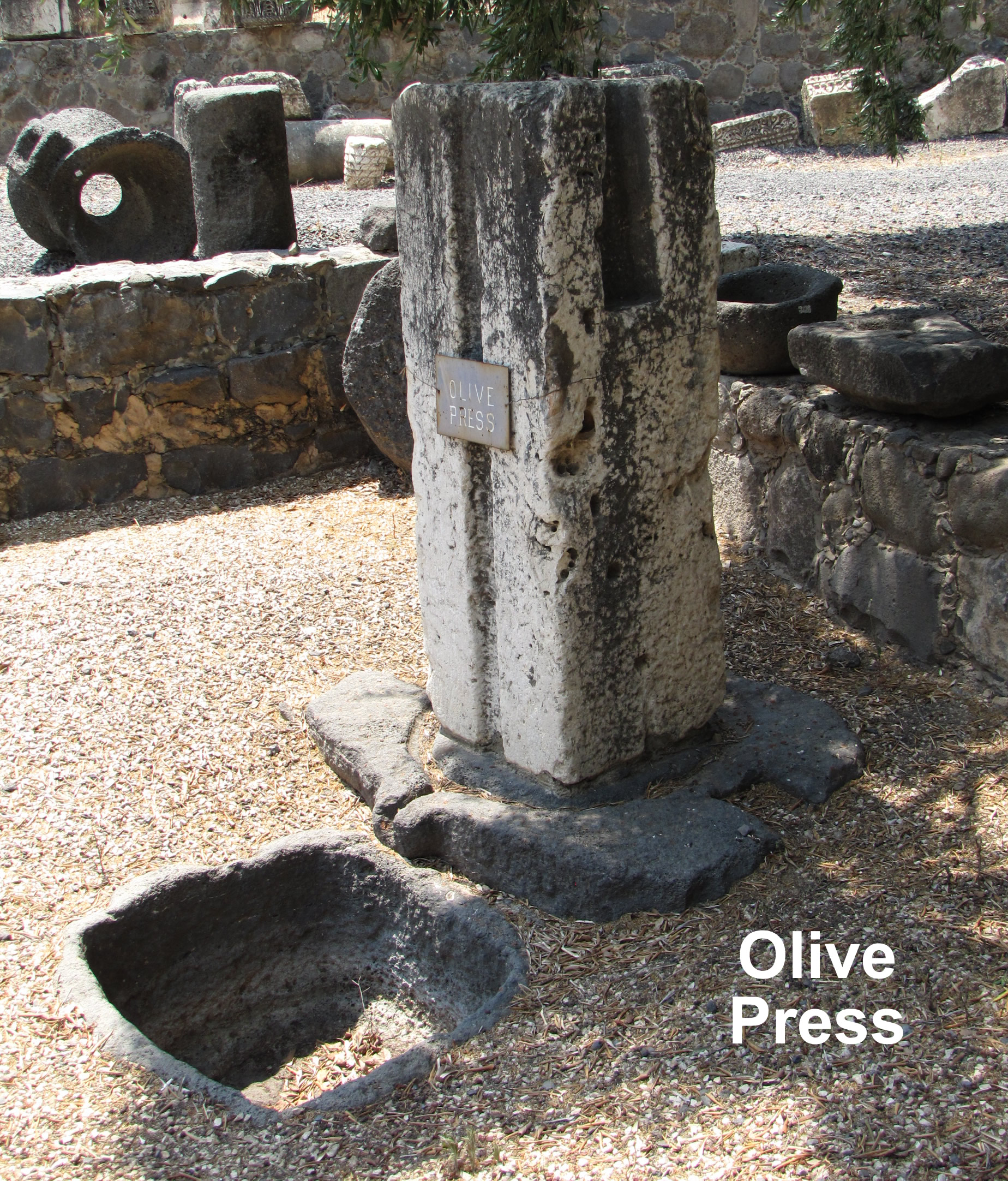 Olive Press