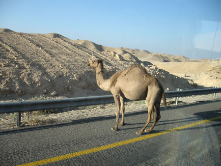 Camel in the road