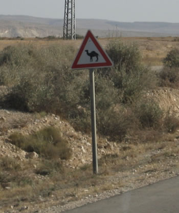 WARNING: Camels