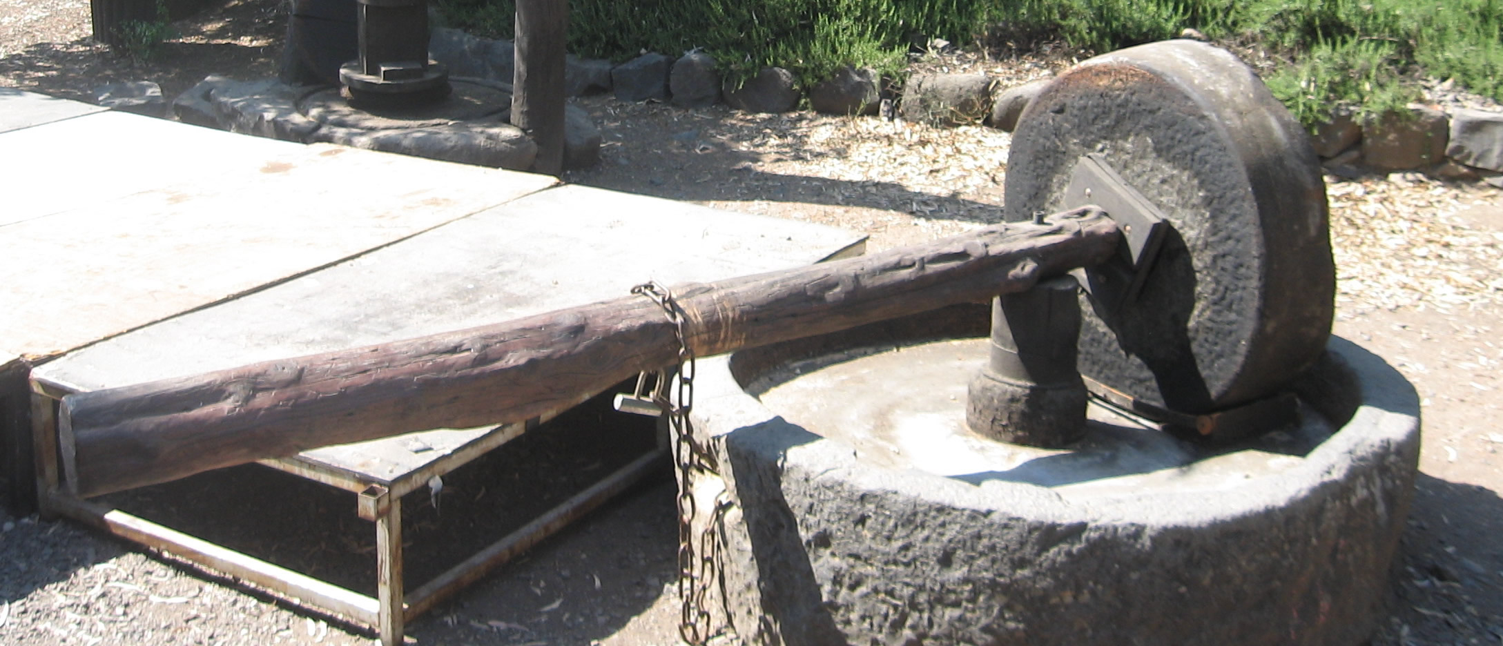 Olive press roll to crush olives, seed, pit with wooden beam